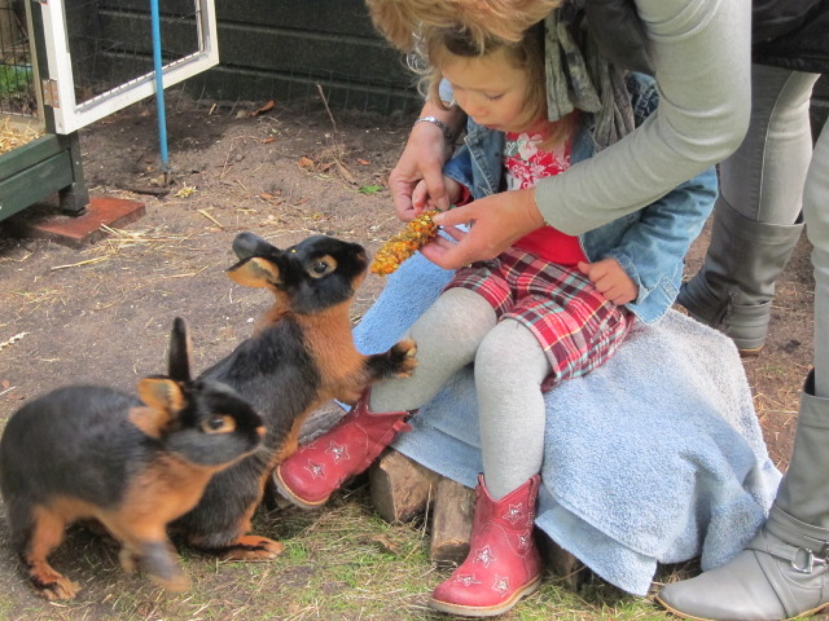 Knuffeldieren